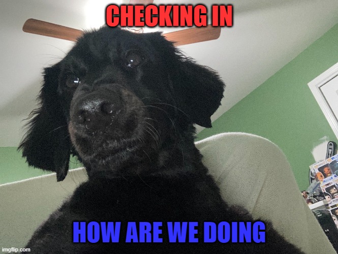 Dog check in | CHECKING IN; HOW ARE WE DOING | image tagged in dog | made w/ Imgflip meme maker