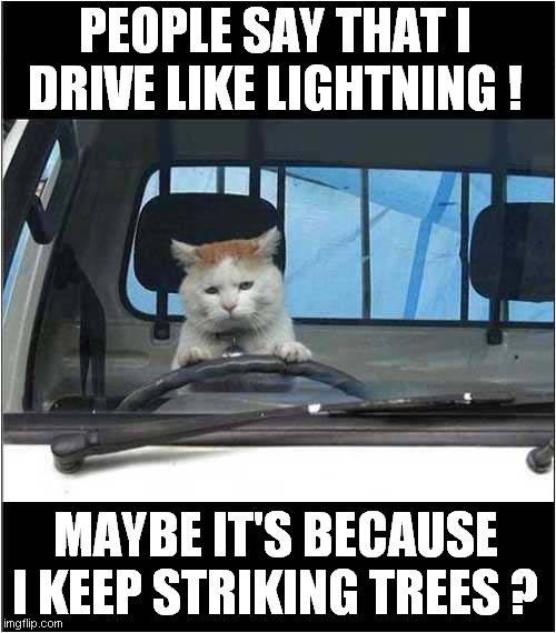 Do Not Lend Your Car To This Cat ! | PEOPLE SAY THAT I DRIVE LIKE LIGHTNING ! MAYBE IT'S BECAUSE I KEEP STRIKING TREES ? | image tagged in cats,driving,crash | made w/ Imgflip meme maker