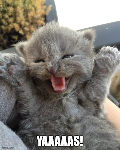 Yay Kitty | YAAAAAS! | image tagged in yay kitty | made w/ Imgflip meme maker