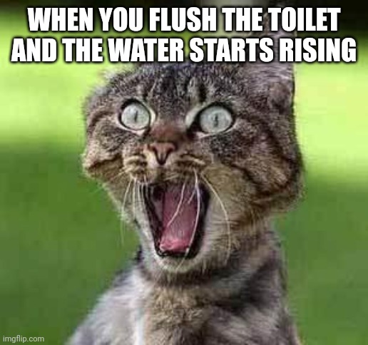 Screaming cat | WHEN YOU FLUSH THE TOILET AND THE WATER STARTS RISING | image tagged in screaming cat | made w/ Imgflip meme maker