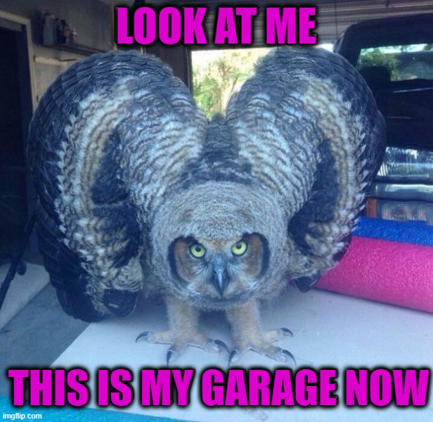 The new hooters | LOOK AT ME; THIS IS MY GARAGE NOW | image tagged in owls,hooters | made w/ Imgflip meme maker