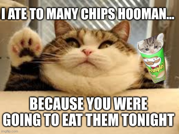 To many chips huh?! | I ATE TO MANY CHIPS HOOMAN... BECAUSE YOU WERE GOING TO EAT THEM TONIGHT | image tagged in cat,cats,funny memes,pringles,chips | made w/ Imgflip meme maker
