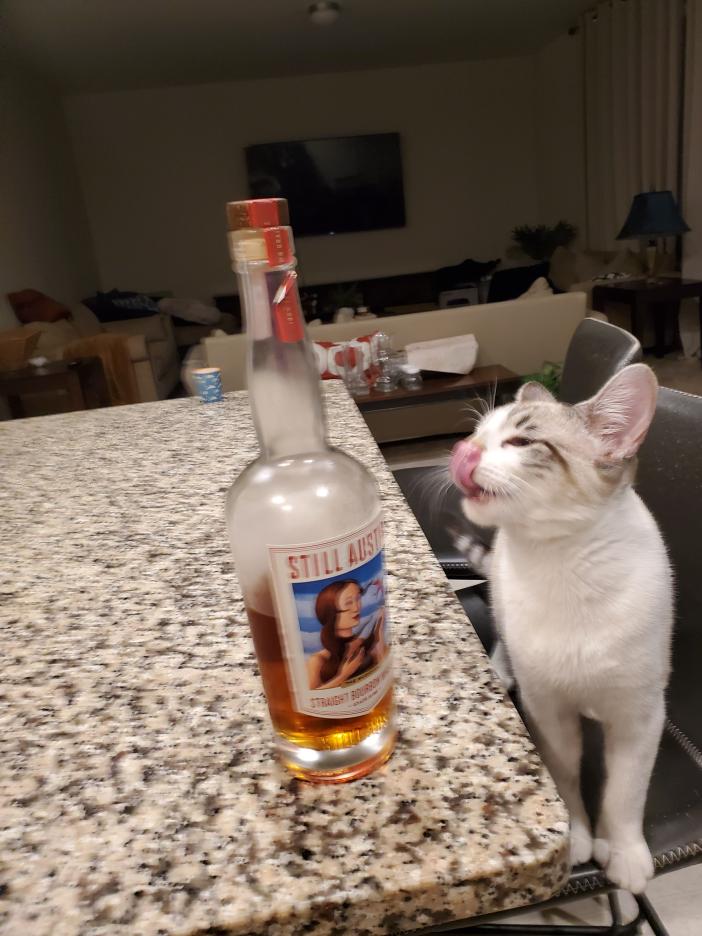 High Quality Whiskey Cat Blank Meme Template