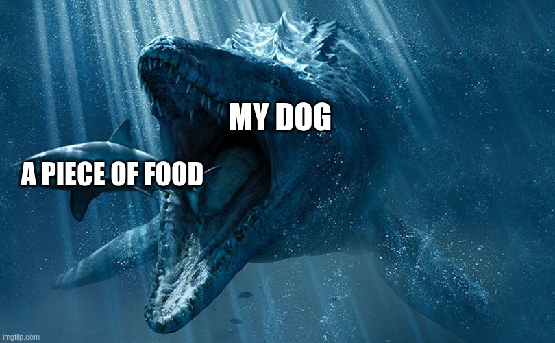 my first meme | MY DOG; A PIECE OF FOOD | image tagged in jurassic world | made w/ Imgflip meme maker