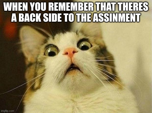 Scared Cat | WHEN YOU REMEMBER THAT THERES A BACK SIDE TO THE ASSINMENT | image tagged in memes,scared cat | made w/ Imgflip meme maker