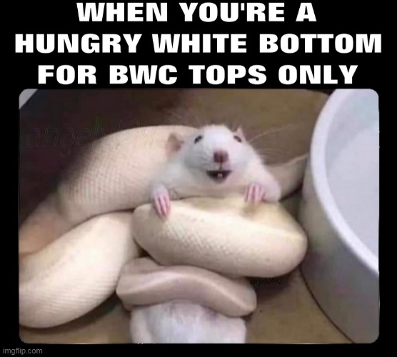 image tagged in lgbtq,rat,snake,tops and bottoms,bwc | made w/ Imgflip meme maker