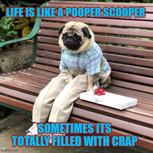 Forrest Pugump |  LIFE IS LIKE A POOPER SCOOPER; SOMETIMES ITS TOTALLY FILLED WITH CRAP | image tagged in forrest pugump,memes,forrest gump box of chocolates,bench,pugs | made w/ Imgflip meme maker