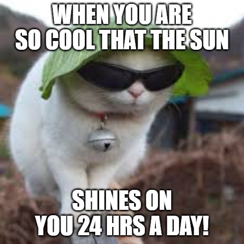 the pimp | WHEN YOU ARE SO COOL THAT THE SUN; SHINES ON YOU 24 HRS A DAY! | image tagged in funny animals,cool cat stroll,cool cat | made w/ Imgflip meme maker