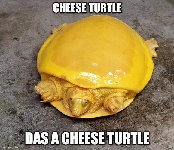 OMG cheese turtle | CHEESE TURTLE; DAS A CHEESE TURTLE | image tagged in turtle,cheese | made w/ Imgflip meme maker