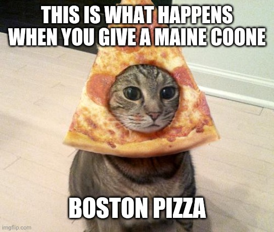 pizza cat | THIS IS WHAT HAPPENS WHEN YOU GIVE A MAINE COONE; BOSTON PIZZA | image tagged in pizza cat | made w/ Imgflip meme maker