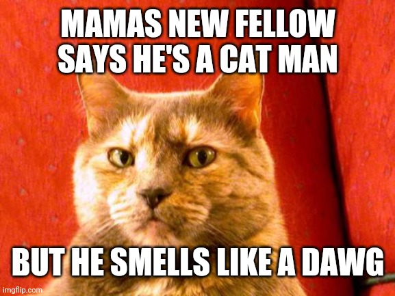 Suspicious Cat Meme | MAMAS NEW FELLOW SAYS HE'S A CAT MAN; BUT HE SMELLS LIKE A DAWG | image tagged in memes,suspicious cat | made w/ Imgflip meme maker