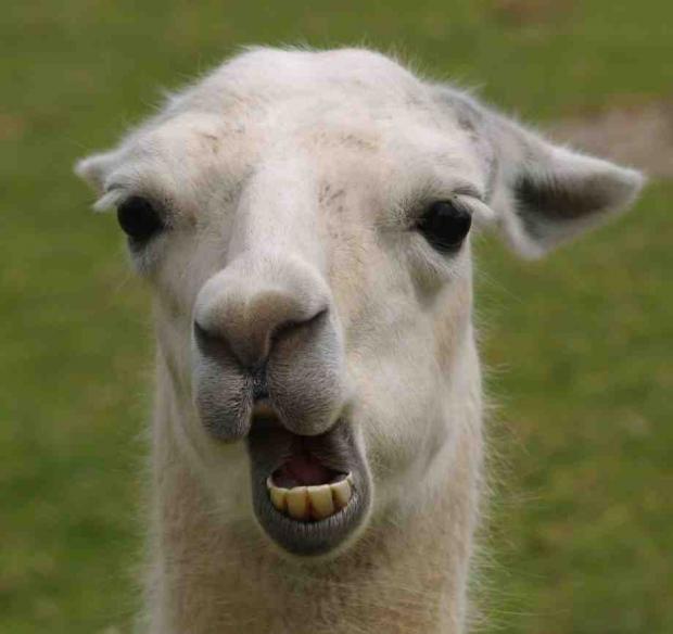 retarded llama meme