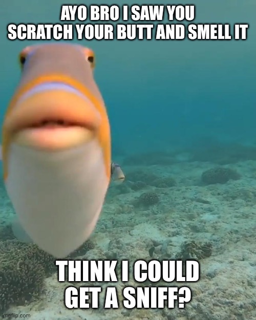 staring fish | AYO BRO I SAW YOU SCRATCH YOUR BUTT AND SMELL IT THINK I COULD GET A SNIFF? | image tagged in staring fish | made w/ Imgflip meme maker