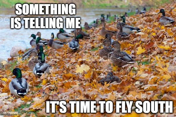 AFTER THE LEAVES, COMES THE SNOW | SOMETHING IS TELLING ME; IT'S TIME TO FLY SOUTH | image tagged in ducks,duck,fall,leaves | made w/ Imgflip meme maker