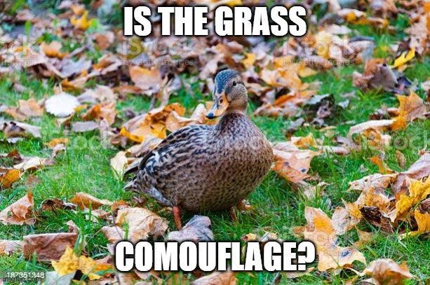 IT'S CAMO SEASON! | IS THE GRASS; COMOUFLAGE? | image tagged in ducks,duck,fall,leaves | made w/ Imgflip meme maker