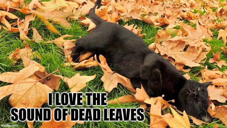ME TOO KITTY | I LOVE THE SOUND OF DEAD LEAVES | image tagged in cats,funny cats,leaves,fall | made w/ Imgflip meme maker