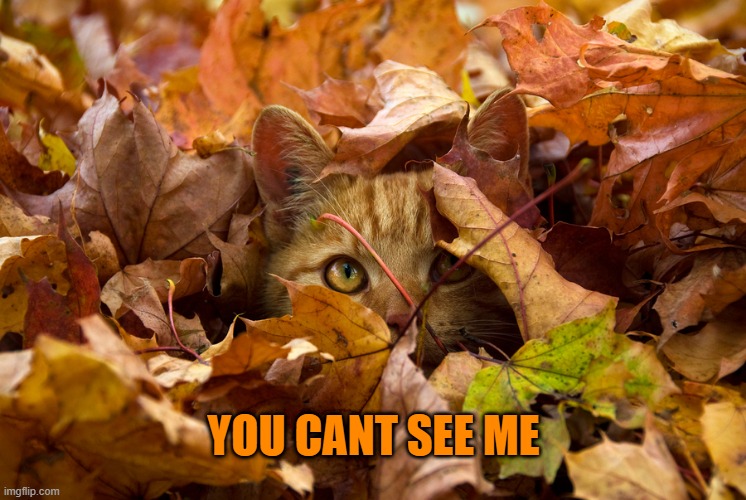 ONE WITH THE LEAVES | YOU CANT SEE ME | image tagged in cats,funny cats,leaves,fall | made w/ Imgflip meme maker