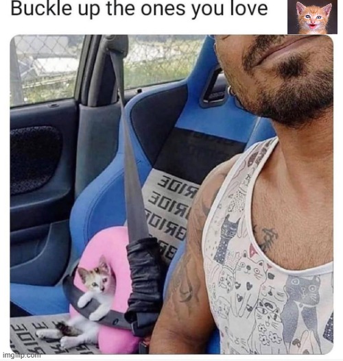 Click it or ticket | image tagged in fun,cute cat,lol,meow | made w/ Imgflip meme maker