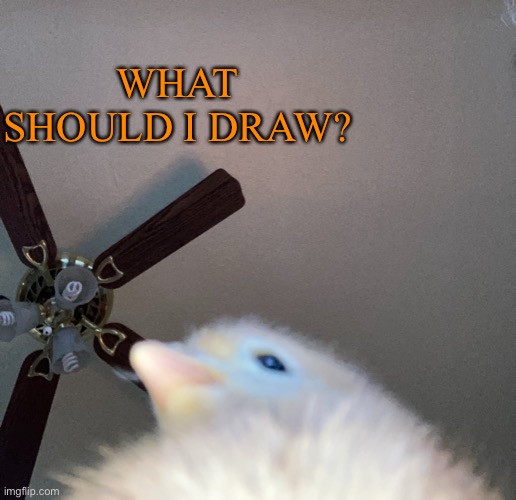 I made this template | WHAT SHOULD I DRAW? | image tagged in doge birb,drawing,what should i draw | made w/ Imgflip meme maker