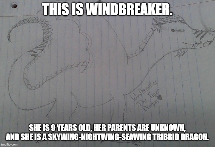 Windbreaker. Something I drew myself. | THIS IS WINDBREAKER. SHE IS 9 YEARS OLD, HER PARENTS ARE UNKNOWN, AND SHE IS A SKYWING-NIGHTWING-SEAWING TRIBRID DRAGON. | image tagged in dragons | made w/ Imgflip meme maker