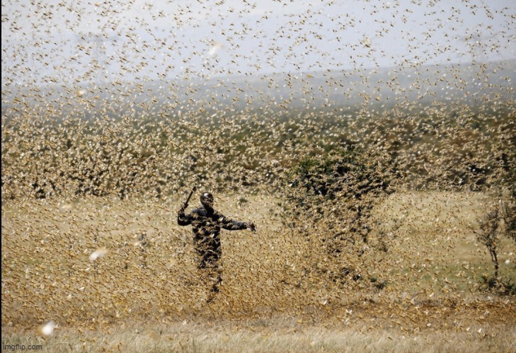 Locust Swarm | image tagged in locust swarm | made w/ Imgflip meme maker