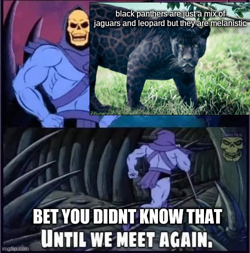 fun fact #1 | black panthers are just a mix of jaguars and leopard but they are melanistic; BET YOU DIDNT KNOW THAT | image tagged in until we meet again | made w/ Imgflip meme maker