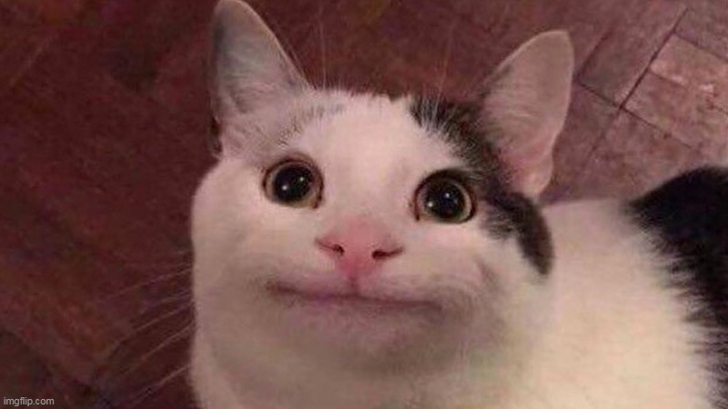 everyone knows this guy is beluga, but og's know this was ollie the polite cat | image tagged in yes | made w/ Imgflip meme maker