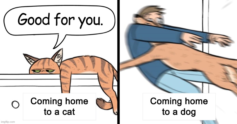 lol | image tagged in comics/cartoons,cat,dog,coming home | made w/ Imgflip meme maker