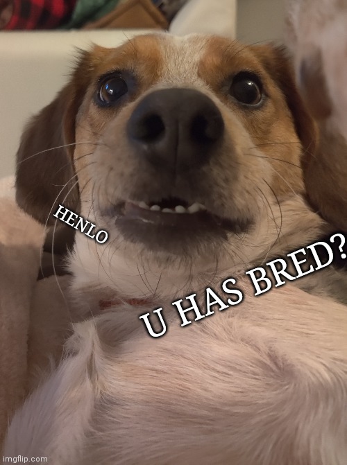 U HAS BRED? HENLO | made w/ Imgflip meme maker
