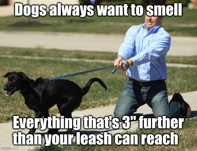 Dog pulling leash | Dogs always want to smell; Everything that's 3" further than your leash can reach | image tagged in dog pulling leash | made w/ Imgflip meme maker