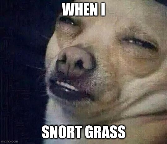 Actually it's weed...s! Weeds! |  WHEN I; SNORT GRASS | image tagged in too dank | made w/ Imgflip meme maker
