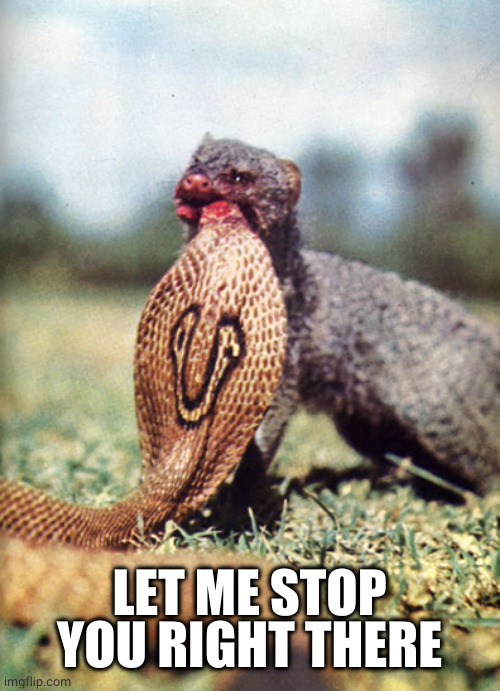 Mongoose Munching Cobra | LET ME STOP YOU RIGHT THERE | image tagged in mongoose munching cobra | made w/ Imgflip meme maker