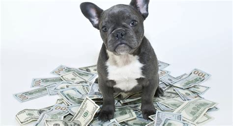 Money with Bulldog Blank Meme Template