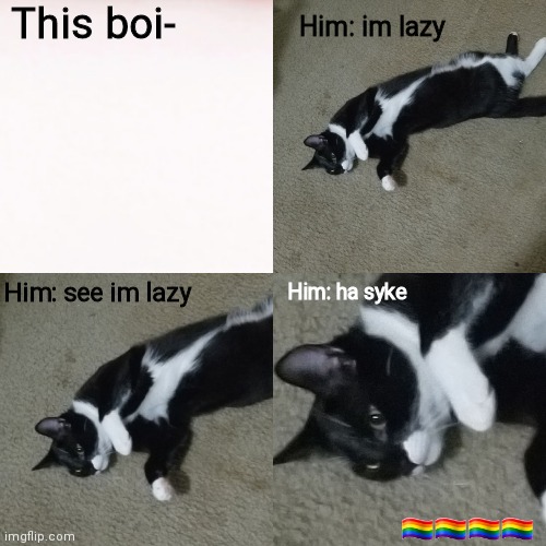 This is legit my cat. | This boi-; Him: im lazy; Him: ha syke; Him: see im lazy; 🏳️‍🌈🏳️‍🌈🏳️‍🌈🏳️‍🌈 | image tagged in cat,gay,lgbtq | made w/ Imgflip meme maker