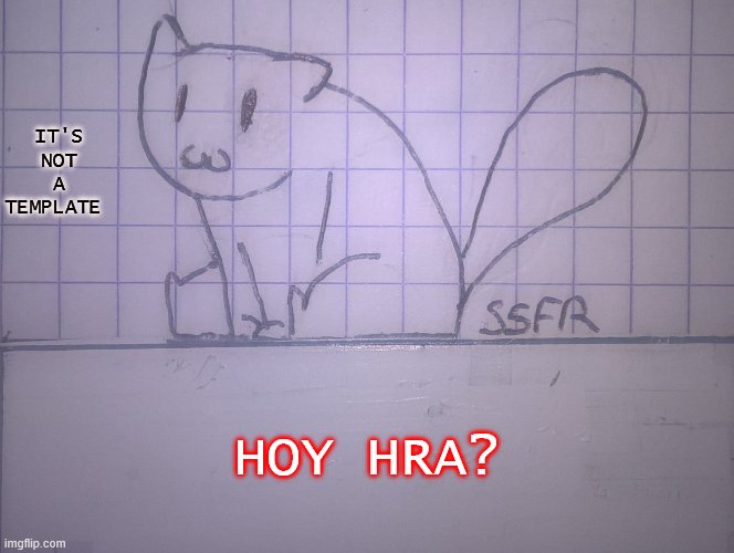 A cat | IT'S NOT A TEMPLATE; HOY HRA? | image tagged in a cat | made w/ Imgflip meme maker