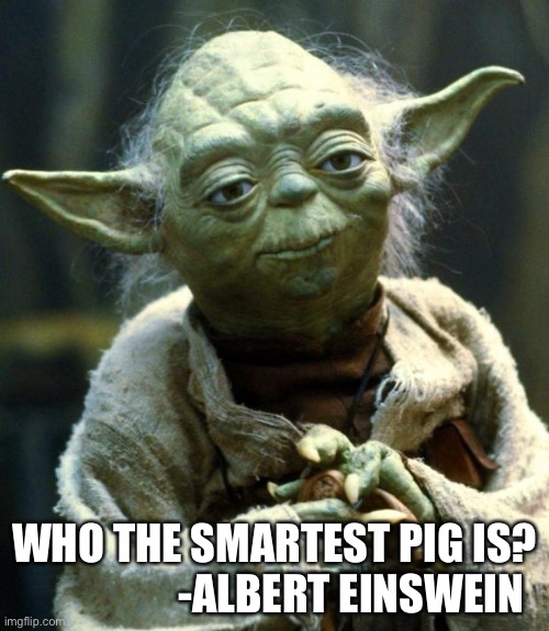Einswein | WHO THE SMARTEST PIG IS?

                  -ALBERT EINSWEIN | image tagged in memes,star wars yoda,einstein | made w/ Imgflip meme maker