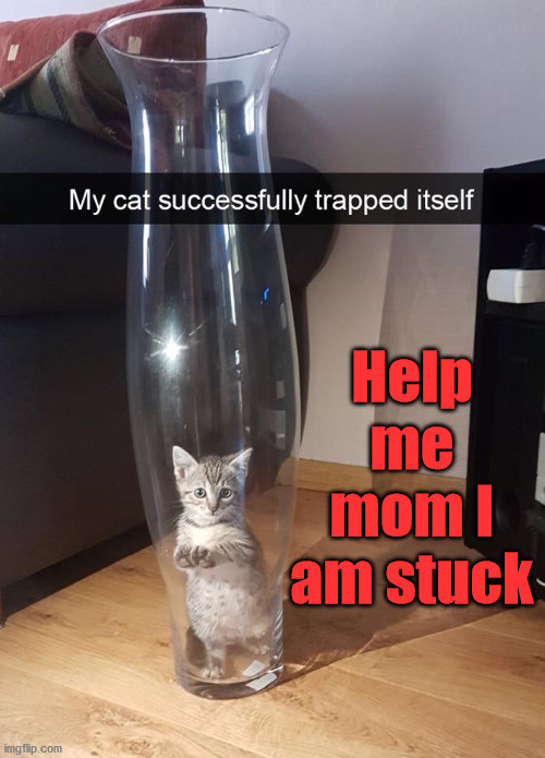 image tagged in cats | made w/ Imgflip meme maker