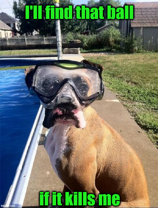 I'll find that ball; if it kills me | image tagged in dogs | made w/ Imgflip meme maker
