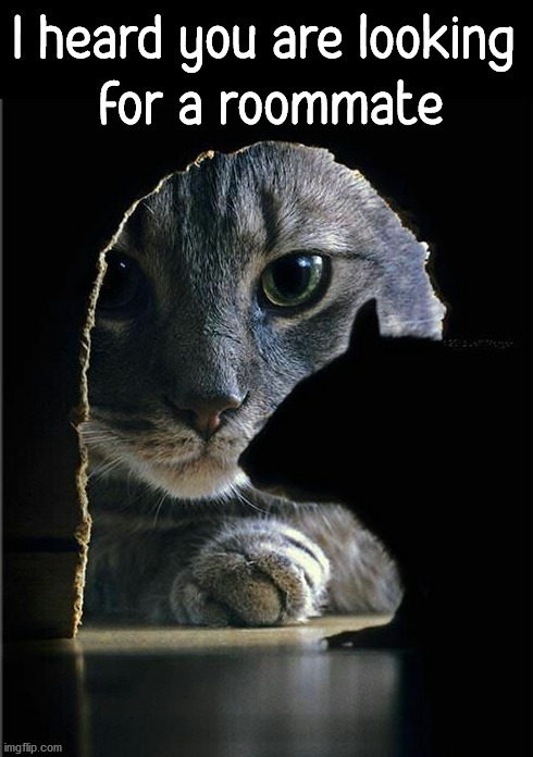 I heard you are looking 
for a roommate | image tagged in cats | made w/ Imgflip meme maker