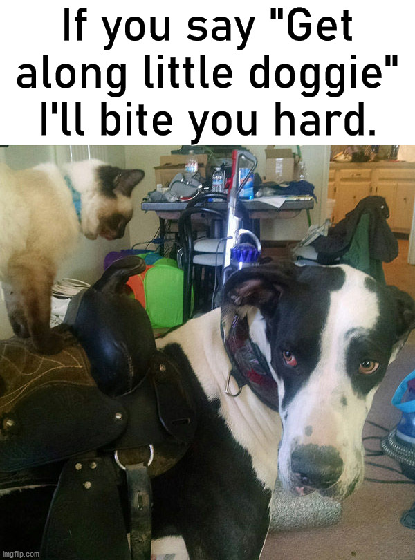 If you say "Get along little doggie" I'll bite you hard. | image tagged in dogs | made w/ Imgflip meme maker