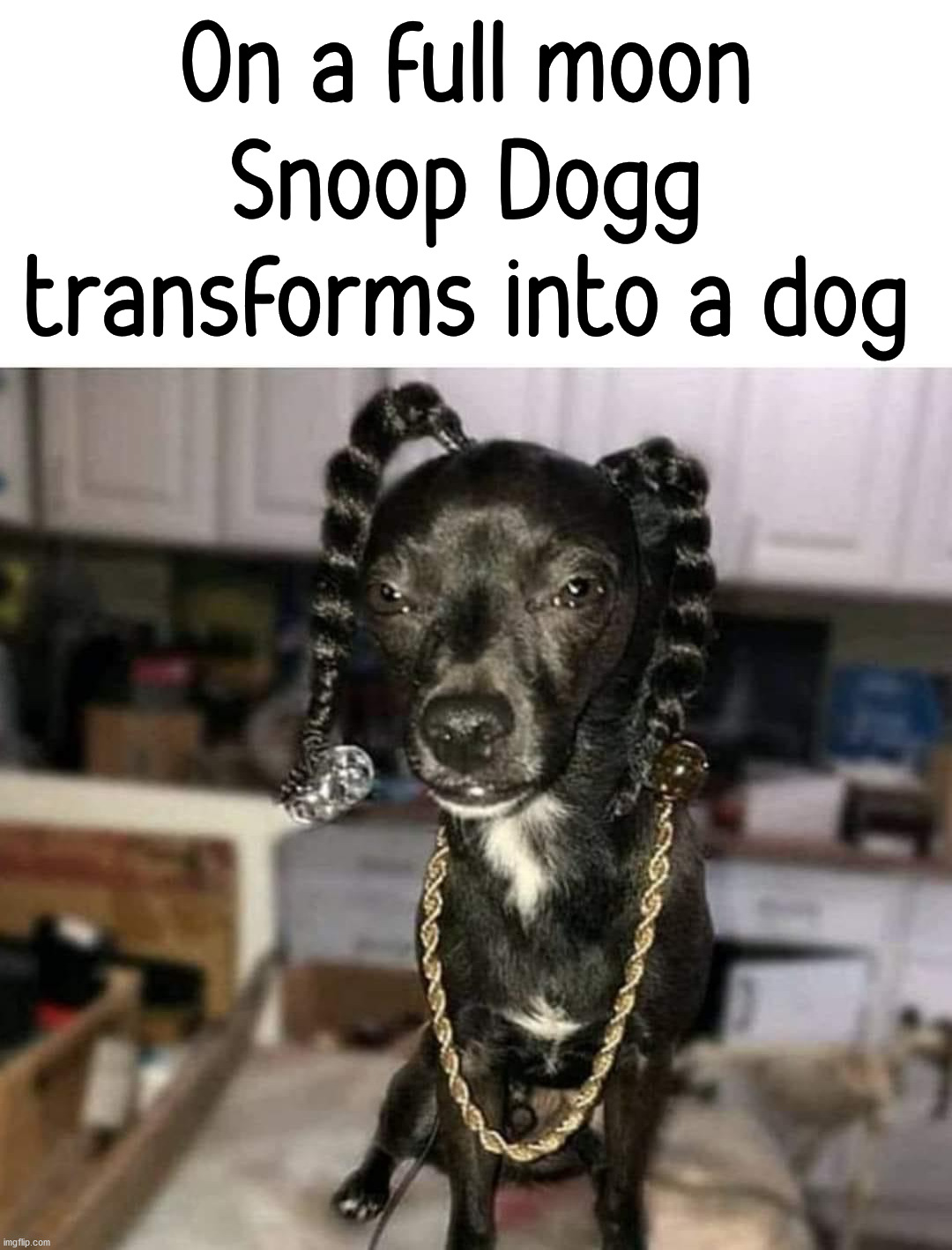On a full moon Snoop Dogg transforms into a dog | image tagged in snoop dogg,transformation | made w/ Imgflip meme maker
