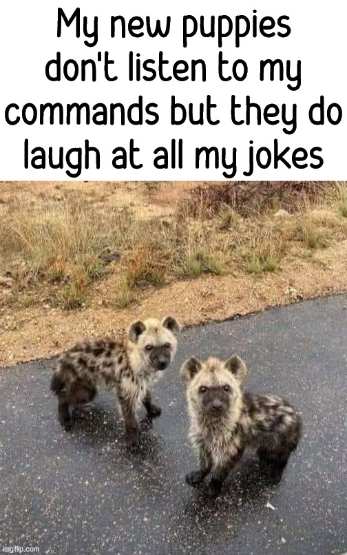 My new puppies don't listen to my commands but they do laugh at all my jokes | image tagged in blank white template,laughing,hyena | made w/ Imgflip meme maker
