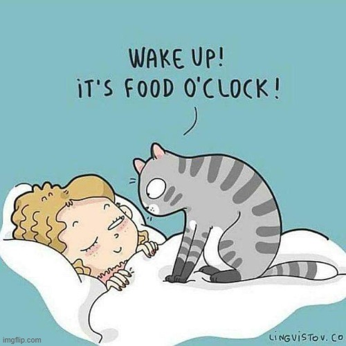 A Cat's Way Of Thinking | image tagged in memes,comics,cats,wake up,food,time | made w/ Imgflip meme maker