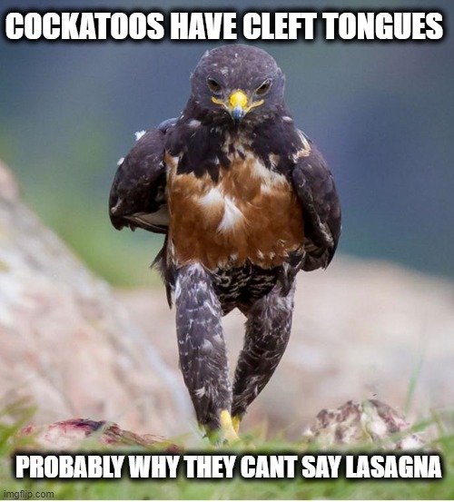 Wondering Wandering Falcon | COCKATOOS HAVE CLEFT TONGUES; PROBABLY WHY THEY CANT SAY LASAGNA | image tagged in wandering falcon,lasagna | made w/ Imgflip meme maker