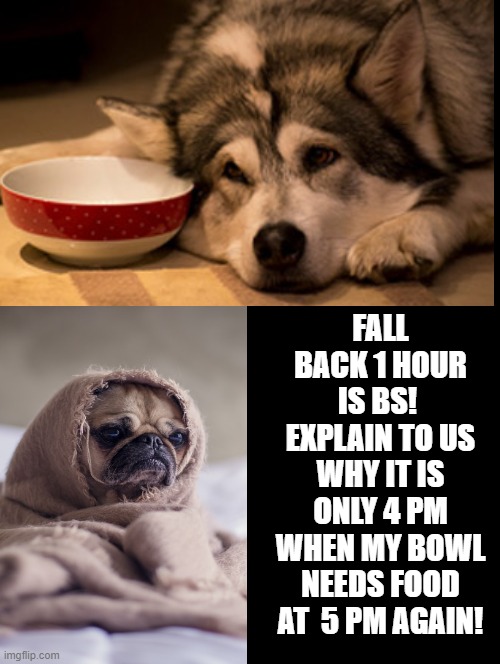 Fall Back 1 hour is BS! | FALL BACK 1 HOUR IS BS!  EXPLAIN TO US WHY IT IS ONLY 4 PM WHEN MY BOWL NEEDS FOOD AT  5 PM AGAIN! | image tagged in dogs,time | made w/ Imgflip meme maker