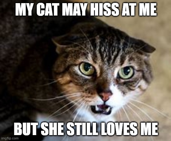 MY CAT MAY HISS AT ME; BUT SHE STILL LOVES ME | image tagged in cats,mad | made w/ Imgflip meme maker