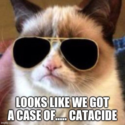 Grumpy Cat Incognito | LOOKS LIKE WE GOT A CASE OF..... CATACIDE | image tagged in grumpy cat incognito | made w/ Imgflip meme maker