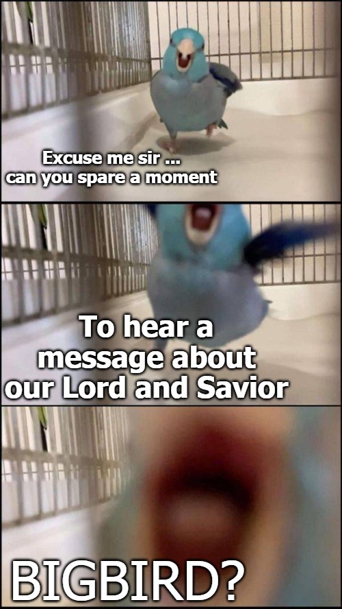 Excuse me sir ... can you spare a moment; To hear a message about our Lord and Savior; BIGBIRD? | image tagged in bird | made w/ Imgflip meme maker