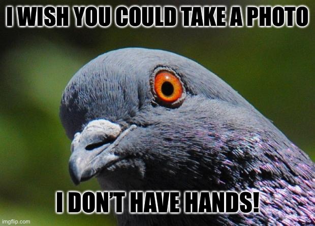 Pigeon | I WISH YOU COULD TAKE A PHOTO; I DON’T HAVE HANDS! | image tagged in pigeon | made w/ Imgflip meme maker