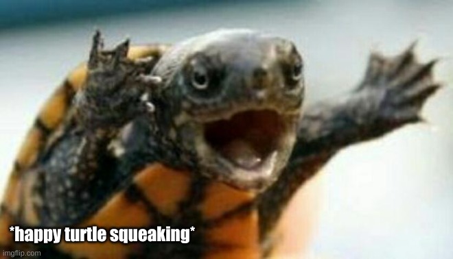 Turtle Say What? | *happy turtle squeaking* | image tagged in turtle say what | made w/ Imgflip meme maker